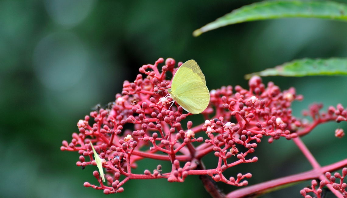 O silêncio que a natureza transborda